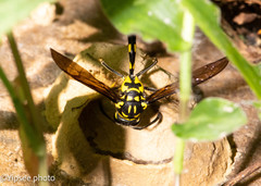 Phimenes flavopictus flavopictus