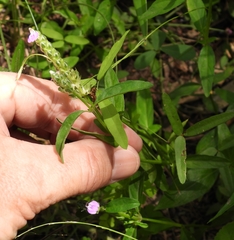 Rostellularia obtusa