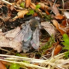 Andrena clarkella