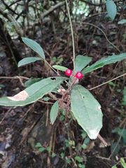 Ardisia lindleyana