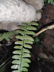Asplenium normale