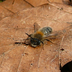 Andrena clarkella