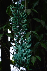 Strongylodon macrobotrys