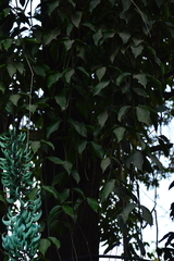 Strongylodon macrobotrys