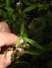 Rostellularia obtusa