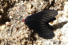 Histia flabellicornis