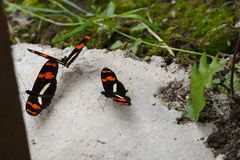 Heliconius telesiphe