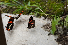 Heliconius telesiphe