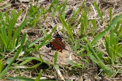 Hypanartia cinderella