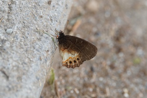 Porphyria Satyr