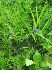 Scutellaria tuminensis