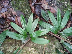 Smilax glabra