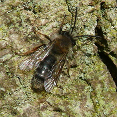 Andrena clarkella