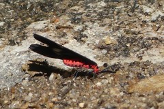 Histia flabellicornis