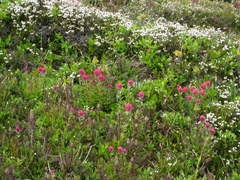 Castilleja parviflora oreopola