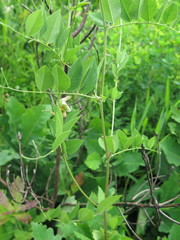 Vicia pseudo-orobus