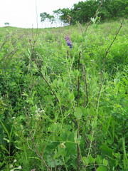 Vicia pseudo-orobus