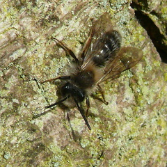 Andrena clarkella
