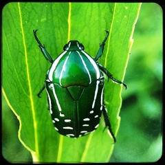 Rhabdotis semipunctata