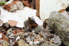 Dalla