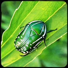 Rhabdotis semipunctata