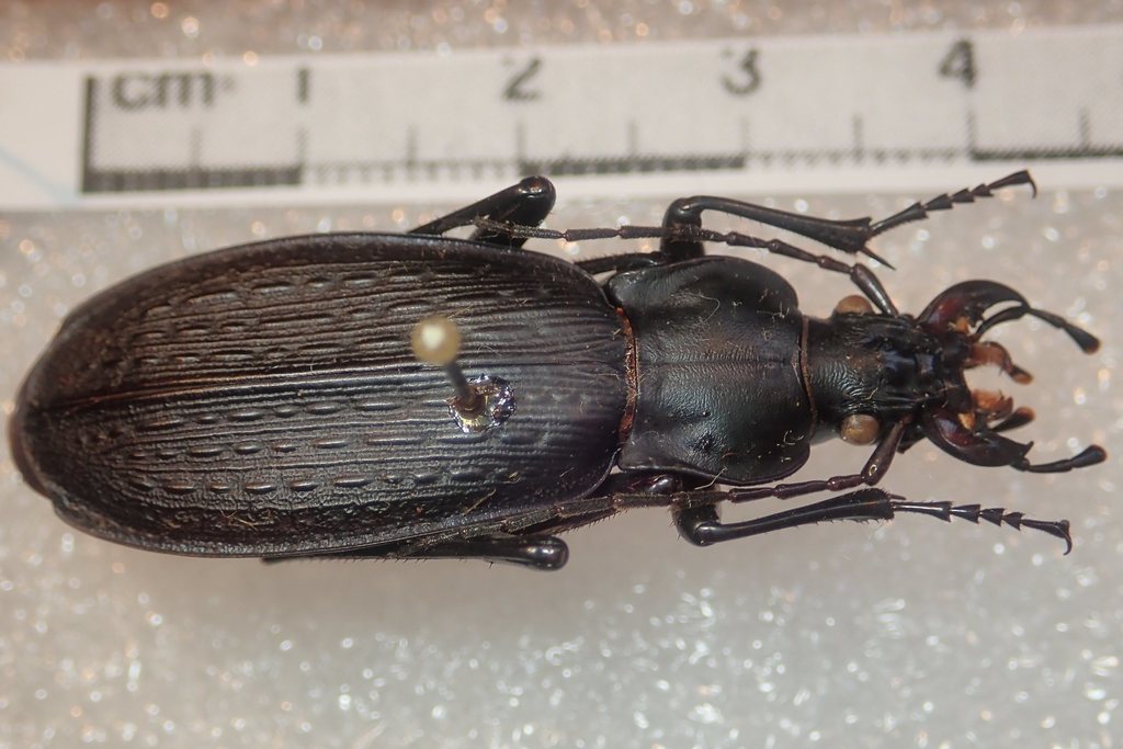 Carabus satyrus