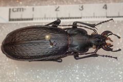 Carabus satyrus besleticus