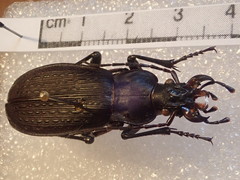 Carabus satyrus besleticus