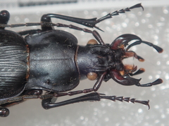 Carabus satyrus besleticus