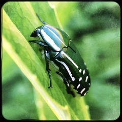 Rhabdotis semipunctata