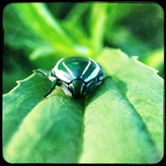 Rhabdotis semipunctata