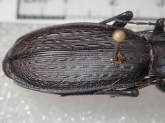 Carabus satyrus besleticus