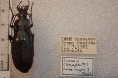 Carabus satyrus besleticus
