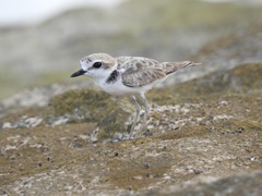 Charadrius peronii