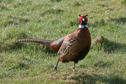 Ring-necked Pheasant, photo 9 of 10