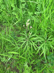 Syneilesis aconitifolia