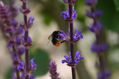 Bombus
