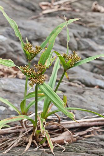 Variety Cyperus diffusus latifolius · iNaturalist