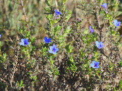 Glandora prostrata lusitanica
