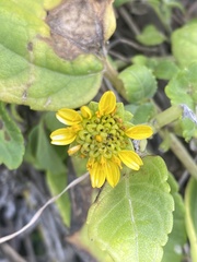 Wollastonia