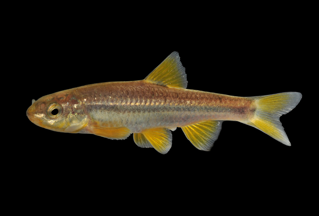 Roundnose Minnow