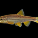 Roundnose Minnow - Photo (c) Tom Kennedy, some rights reserved (CC BY-NC), uploaded by Tom Kennedy
