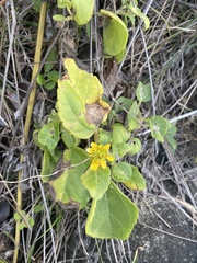 Wollastonia