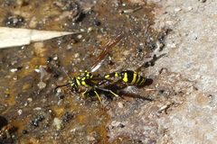 Phimenes flavopictus flavopictus