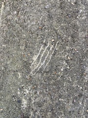 Vulpes vulpes crucigera