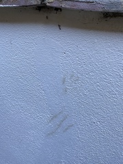 Vulpes vulpes crucigera