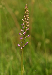 Gymnadenia conopsea
