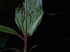 Sinomantis denticulata