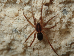 Corinnoidea