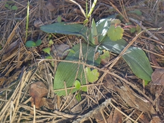 Ophrys sphegodes massiliensis